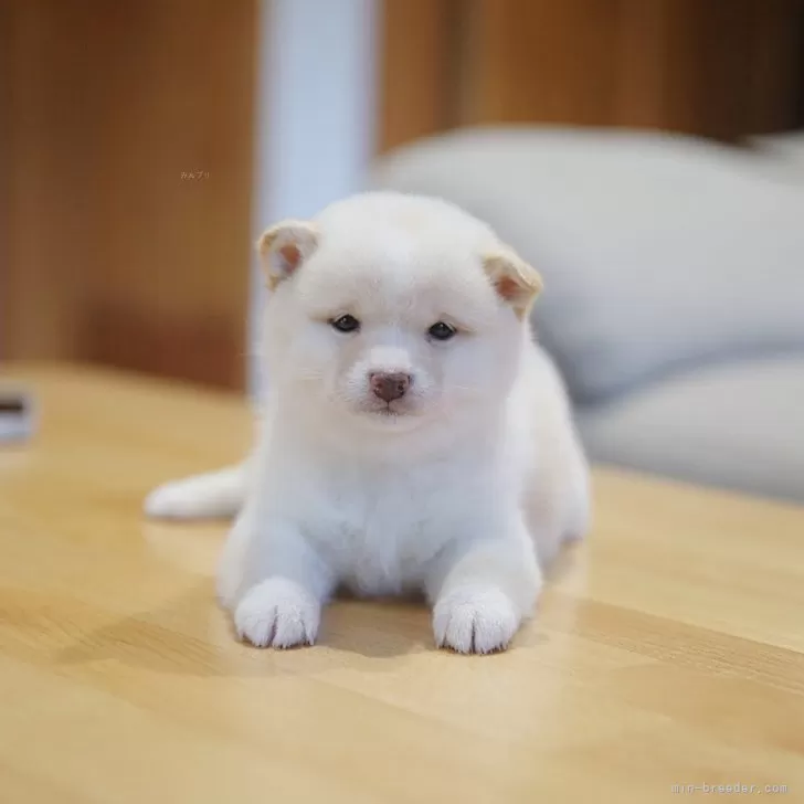 ID:2412-04351の子犬