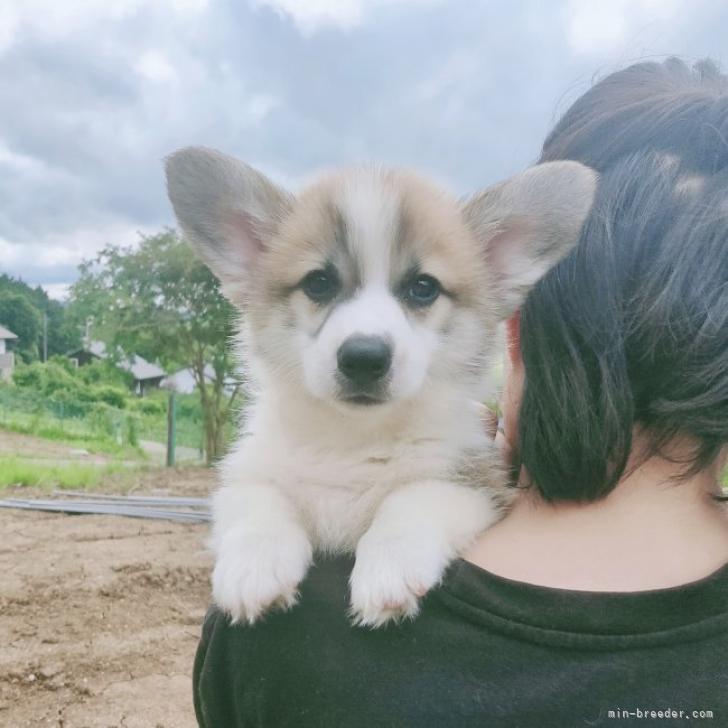 ウェルシュ コーギー ペンブローク 茨城県 男の子 22年4月17日 赤 ホワイト この子特に足が短くて可愛い です みんなのブリーダー 子犬id 26