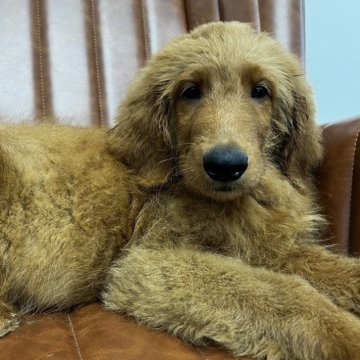 ゴールデンドゥードル(プードル×ゴールデンレトリバー)【愛知県・男の子・2024年6月26日・レッド】の写真「元気な男の子」