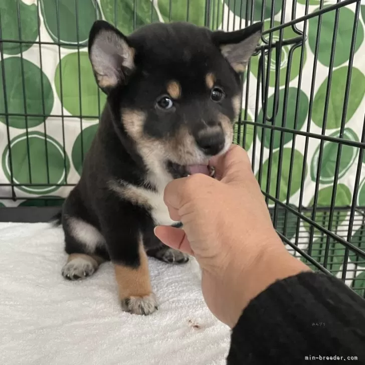 のじこ 様のお迎えした子犬