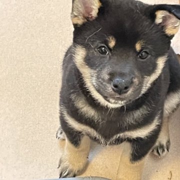 柴犬(標準サイズ)【大阪府・男の子・2024年11月30日・黒毛】の写真「小ぶりな男の子です♪軽い健康診断うんち検査異常なし」