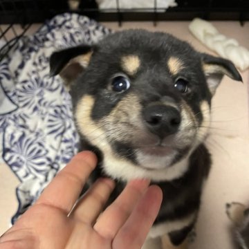 柴犬(標準サイズ)【大阪府・男の子・2024年12月12日・黒】の写真「お父さん小柄です。22万〜16万に大幅お値下げ♪」