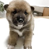 柴犬(標準サイズ)