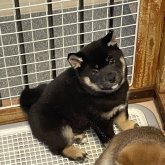 柴犬(標準サイズ)