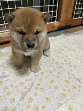 柴犬(標準サイズ)【大阪府・男の子・2022年1月9日・赤毛】の写真「イケメンです。　人が大好きです。」