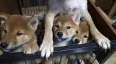 柴犬(標準サイズ)【岐阜県・男の子・2024年11月11日・赤柴】の写真4「戯れる仔犬」