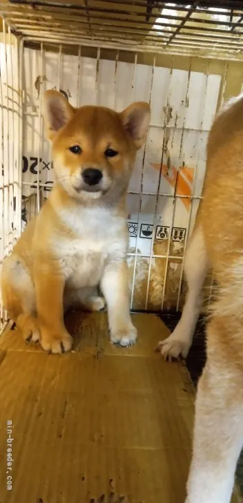 柴犬(標準サイズ)【岐阜県・男の子・2021年7月11日・赤】の写真1
