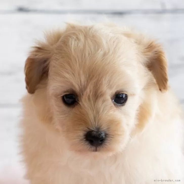 N.Y 様のお迎えした子犬