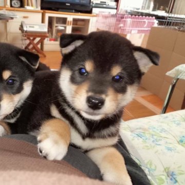 柴犬(標準サイズ)【大阪府・男の子・2024年9月27日・黒毛】の写真「パパが入賞犬！良血統の男の子♪」