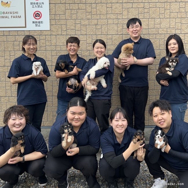 ここで働いているスタッフ達です🤗｜伊藤　明美(いとう　あけみ)ブリーダー(宮崎県・ポメラニアンなど・JKC登録)の紹介写真2