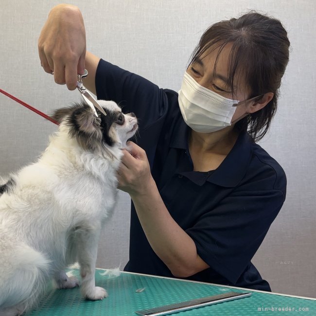 専属トリマーが可愛くお手入れしています✂️💓｜伊藤　明美(いとう　あけみ)ブリーダー(宮崎県・ポメラニアンなど・JKC登録)の紹介写真3