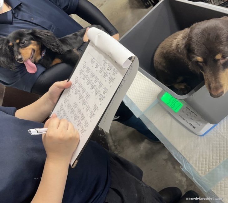 定期的に体重測定をしています🐾｜伊藤　明美(いとう　あけみ)ブリーダー(宮崎県・ポメラニアンなど・JKC登録)の紹介写真6