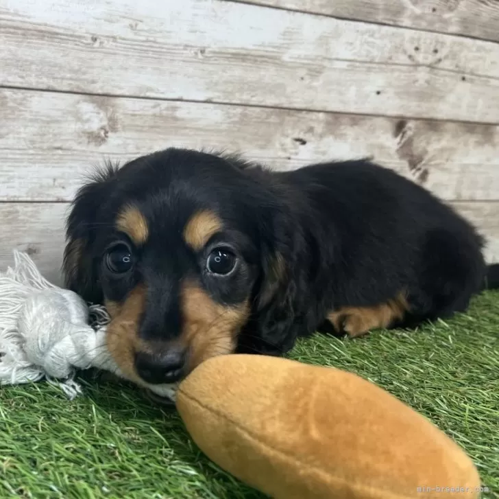 Y.T 様のお迎えした子犬