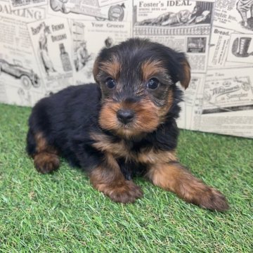 ヨークシャーテリア【宮崎県・男の子・2024年11月1日・スチールブルー&タン】の写真「ヤンチャ君🐶💙」