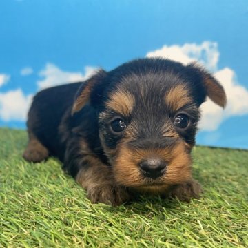 ヨークシャーテリア【宮崎県・女の子・2024年11月1日・スチールブルー&タン】の写真「懐っこい子です🐶🩷」