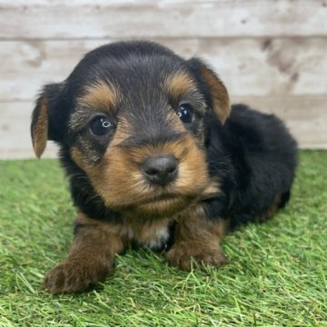 ヨークシャーテリア【宮崎県・男の子・2024年11月1日・スチールブルー&タン】の写真「のんびり屋さん🐶🧡」