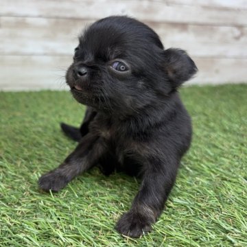 チワワ(ロング)【宮崎県・男の子・2024年12月24日・ブラック&タン】の写真「小柄な男の子🐶」