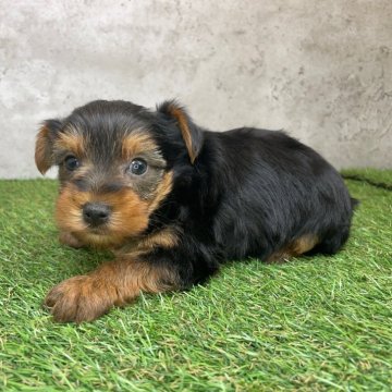 ヨークシャーテリア【宮崎県・男の子・2024年11月1日・スチールブルー&タン】の写真「のんびり屋さん🐶🧡」