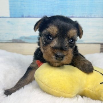 ヨークシャーテリア【宮崎県・女の子・2024年11月1日・スチールブルー&タン】の写真「ママ似の美人ちゃん🐶🩶」