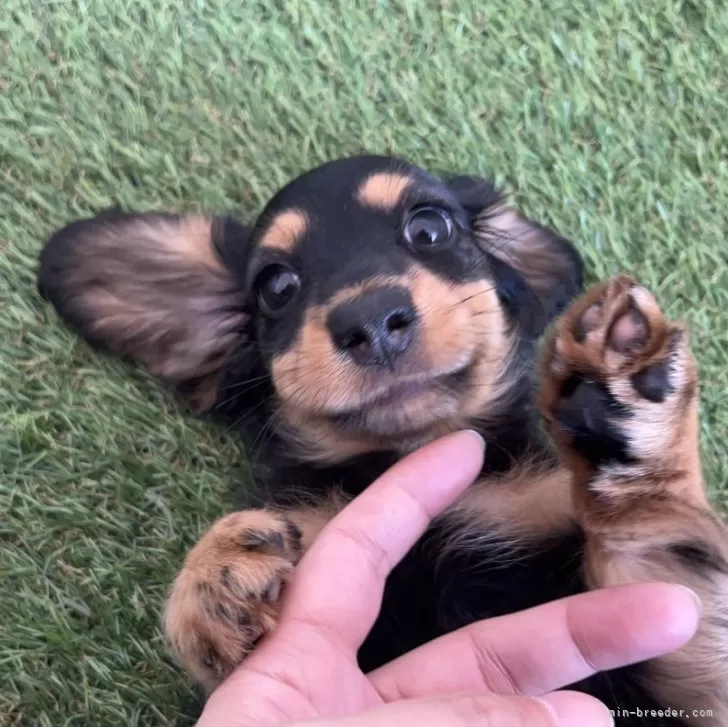 ゆゆゆ 様のお迎えした子犬