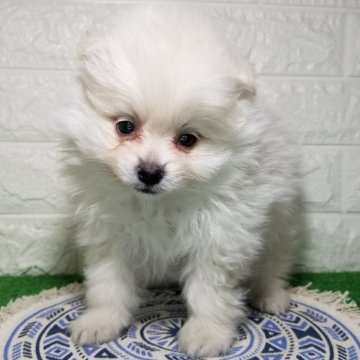 ポメラニアン【宮崎県・男の子・2023年12月16日・クリーム】の写真「マイペースな末っ子です🐶」