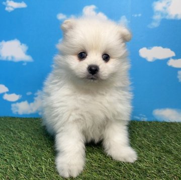 ポメラニアン【宮崎県・女の子・2024年8月9日・クリーム】の写真「ふわふわむっちりボディ☁️」