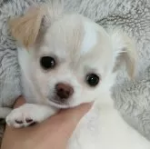 チワワ(ロング)