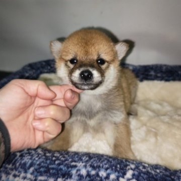 柴犬(標準サイズ)【岡山県・男の子・2024年11月23日・赤】の写真「パパはJKCチャンピオン‼️」