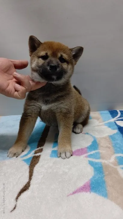 柴犬(標準サイズ)【岡山県・女の子・2020年10月31日・赤】の写真1