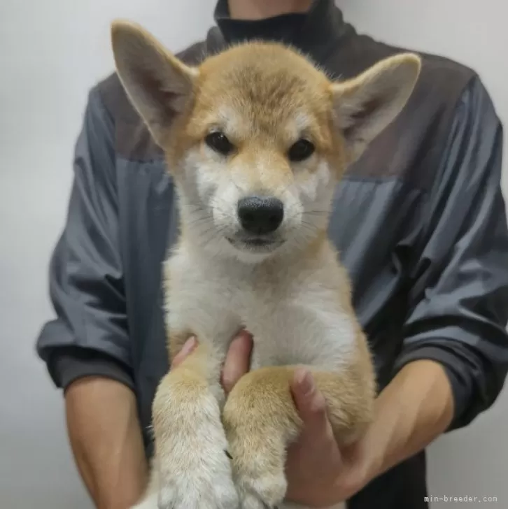 柴犬(標準サイズ)【岡山県・男の子・2024年7月7日・赤】の写真1