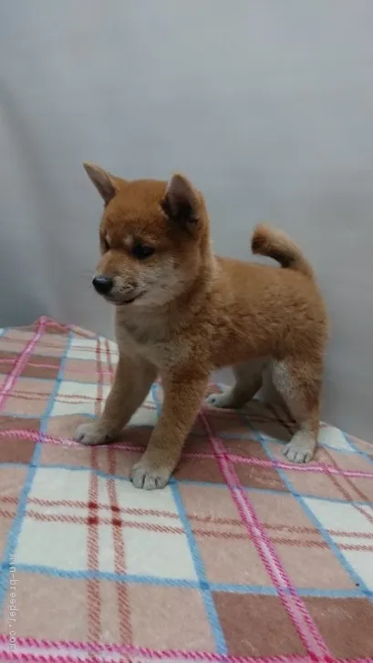 柴犬(標準サイズ)【岡山県・女の子・2018年10月10日・赤】の写真1「12月5日撮影」