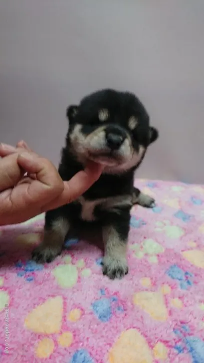 柴犬(標準サイズ)【岡山県・男の子・2019年5月19日・黒】の写真1「6月5日撮影」