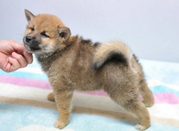 柴犬(標準サイズ)【岡山県・男の子・2019年5月29日・赤】の写真「祖父は内閣総理大臣賞受賞犬です❗️」