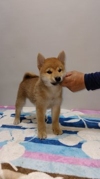 柴犬(標準サイズ)【岡山県・男の子・2019年5月3日・赤】の写真「祖父は内閣総理大臣賞受賞犬です❗️」