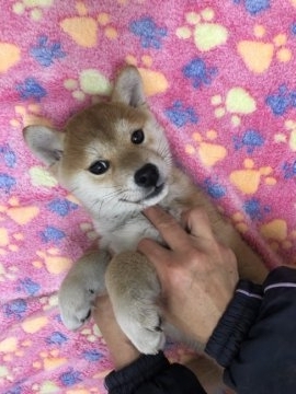 柴犬(標準サイズ)【岡山県・女の子・2018年12月20日・赤】の写真「血統優秀、綺麗な赤の女の子🎵」