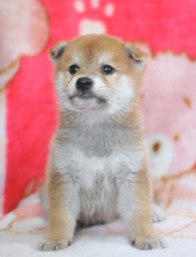 柴犬(標準サイズ)【岡山県・男の子・2020年6月23日・赤】の写真「父犬、内閣総理大臣賞受賞犬です。」