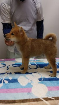 柴犬(標準サイズ)【岡山県・男の子・2019年4月23日・赤】の写真「祖父は内閣総理大臣賞受賞犬です‼️」