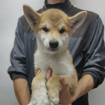 柴犬(標準サイズ)【岡山県・男の子・2024年7月7日・赤】の写真「七夕生まれの次男です‼️」