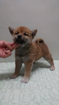 柴犬(標準サイズ)【岡山県・女の子・2019年4月23日・赤】の写真「祖父は内閣総理大臣賞受賞犬です。」