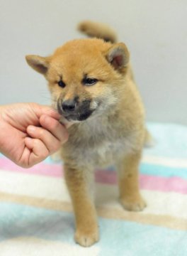 柴犬(標準サイズ)【岡山県・男の子・2019年5月29日・赤】の写真「祖父は内閣総理大臣賞受賞犬です❗️」