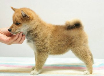 柴犬(標準サイズ)【岡山県・女の子・2019年5月29日・赤】の写真「祖父は内閣総理大臣賞受賞犬の別嬪さん‼️」