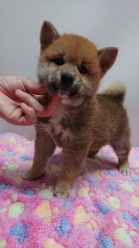 柴犬(標準サイズ)【岡山県・男の子・2019年2月26日・赤】の写真「連休にお引き渡し出来ます‼️」