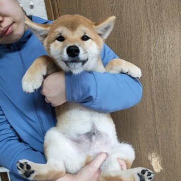 柴犬(標準サイズ)【岡山県・男の子・2023年1月18日・赤】の写真「父犬  C.I.B.,チャンピオンです‼️」