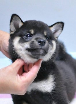 柴犬(標準サイズ)【岡山県・男の子・2019年5月31日・黒】の写真「祖父は内閣総理大臣賞受賞犬です❗️」