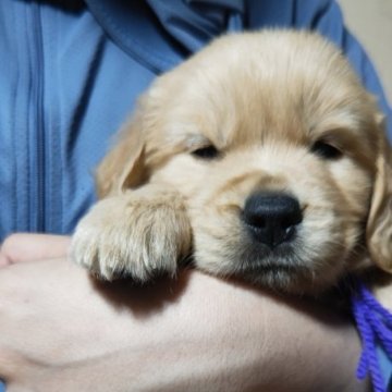 ゴールデンレトリバー【岡山県・男の子・2024年4月20日・ゴールド】の写真「パパはJKCチャンピオンです‼️」