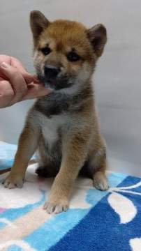 柴犬(標準サイズ)【岡山県・女の子・2020年10月31日・赤】の写真「綺麗な濃い赤の長女です。穏やかな性格です‼️」