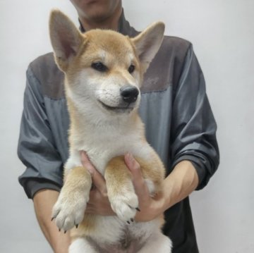 柴犬(標準サイズ)【岡山県・男の子・2024年7月7日・赤】の写真「七夕生まれのボクです。」