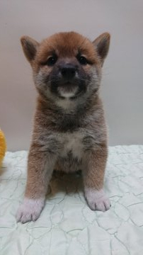 柴犬(標準サイズ)【岡山県・女の子・2019年5月6日・赤】の写真「祖父は内閣総理大臣賞受賞犬です。」