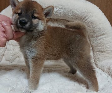 柴犬(標準サイズ)【岡山県・女の子・2017年6月8日・赤】の写真「濃い赤の綺麗な女の子です。人懐こい子です。」