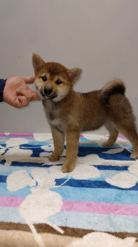 柴犬(標準サイズ)【岡山県・女の子・2019年5月3日・赤】の写真「祖父犬は内閣総理大臣賞受賞犬です。」